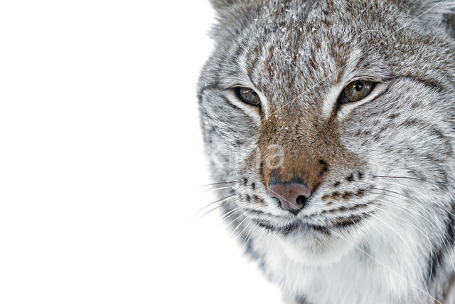 Euraziatische lynx (Lynx lynx)