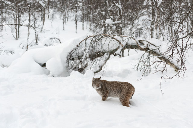 Euraziatische lynx (Lynx lynx)