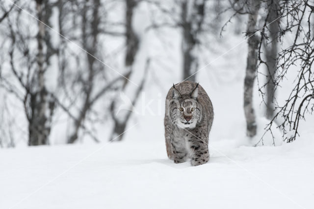 Euraziatische lynx (Lynx lynx)