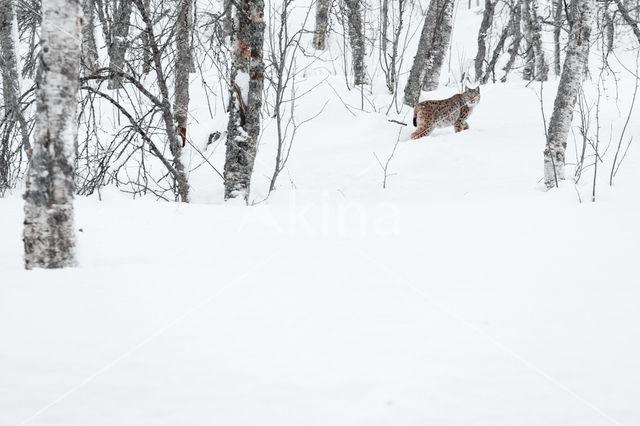 Euraziatische lynx (Lynx lynx)