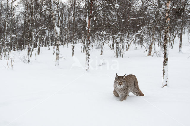 Euraziatische lynx (Lynx lynx)