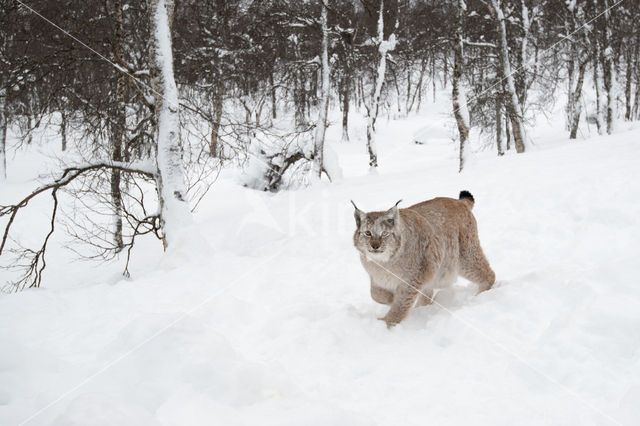 Eurasian Lynx (Lynx lynx)