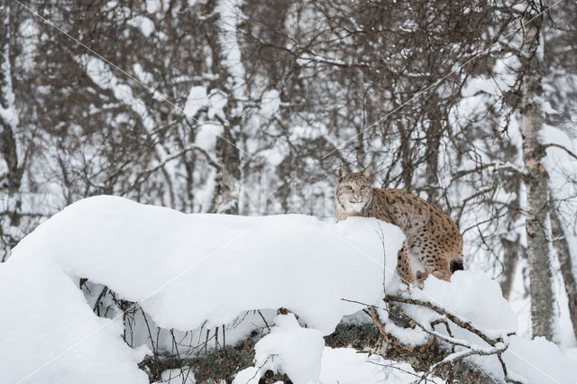 Eurasian Lynx (Lynx lynx)