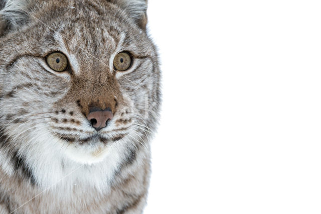 Euraziatische lynx (Lynx lynx)