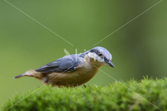 Europese Boomklever (Sitta europaea)