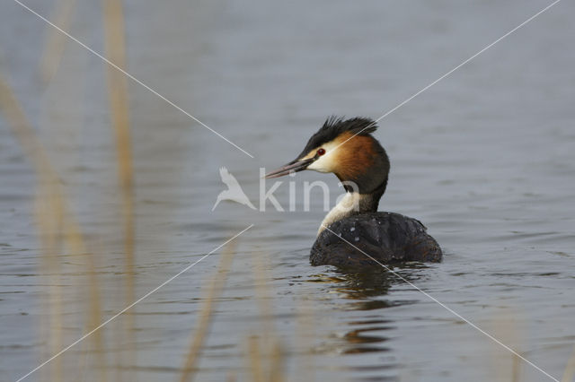 Great Crested Grebe (Podiceps cristatus)