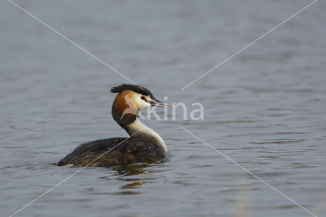 Great Crested Grebe (Podiceps cristatus)