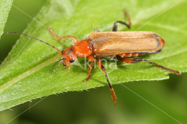 Soldier Beetle (Cantharis livida)