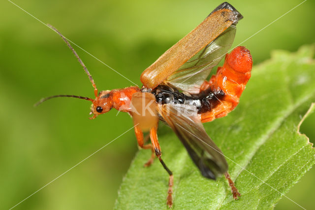 Soldier Beetle (Cantharis livida)