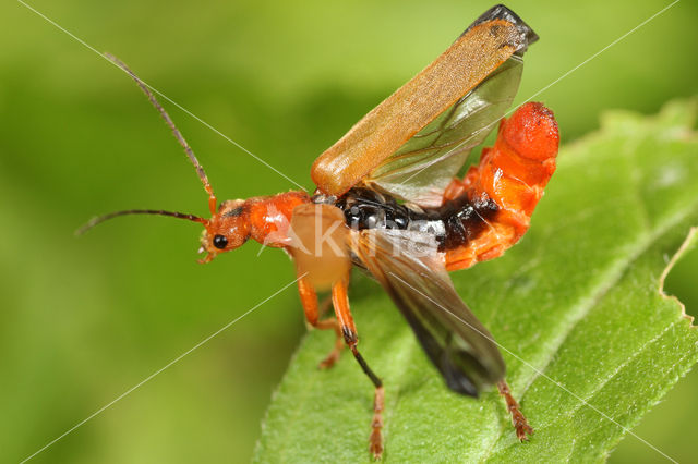 Geel Soldaatje (Cantharis livida)