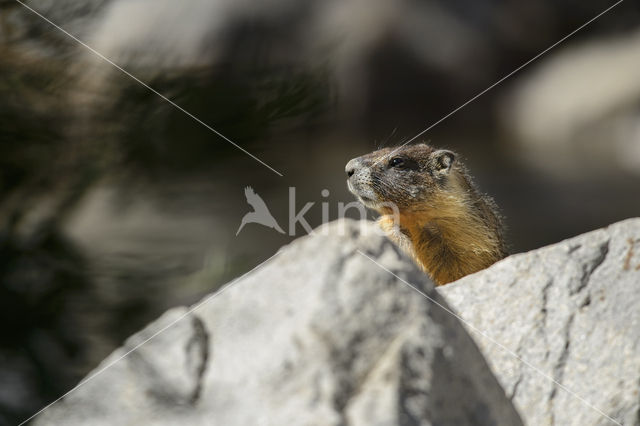 Geelbuikmarmot (Marmota flaviventris)