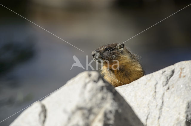 Yellow-bellied marmot (Marmota flaviventris)