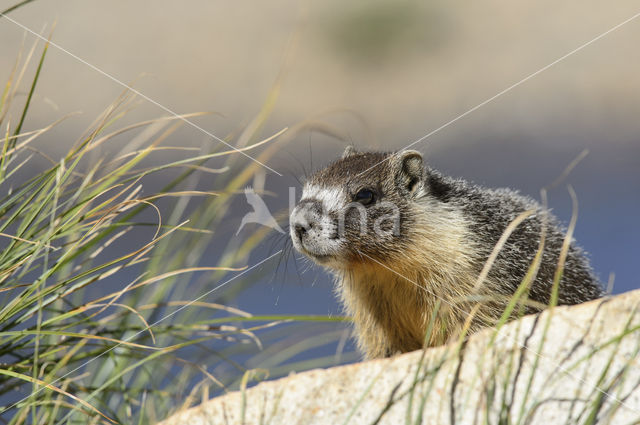 Geelbuikmarmot (Marmota flaviventris)