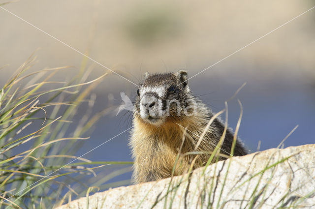 Yellow-bellied marmot (Marmota flaviventris)