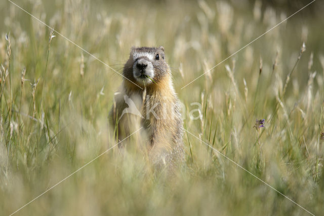 Yellow-bellied marmot (Marmota flaviventris)