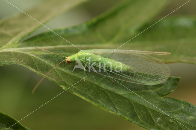 Pseudomallada flavifrons