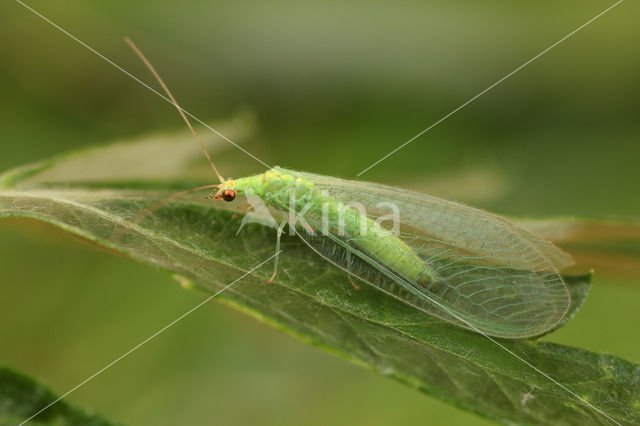 Pseudomallada flavifrons