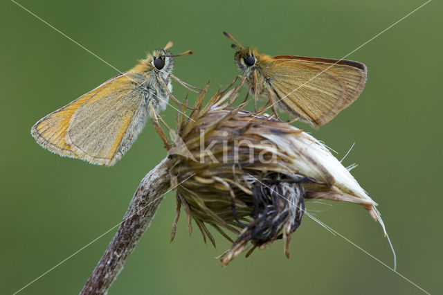 Geelsprietdikkopje (Thymelicus sylvestris)