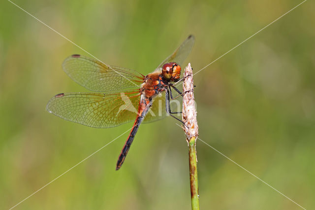 Geelvlekheidelibel (Sympetrum flaveolum)