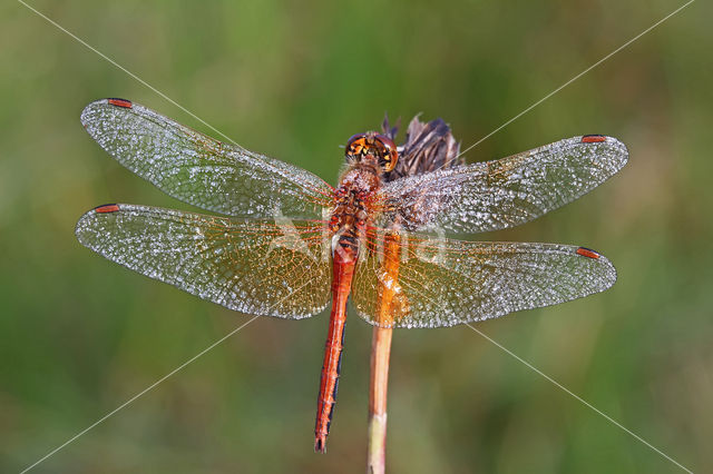 Geelvlekheidelibel (Sympetrum flaveolum)