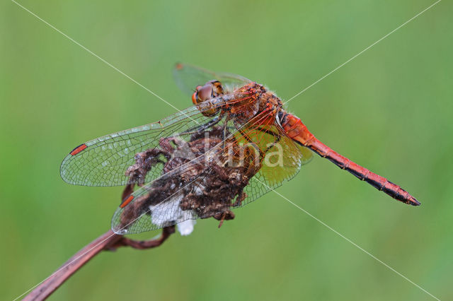 Geelvlekheidelibel (Sympetrum flaveolum)