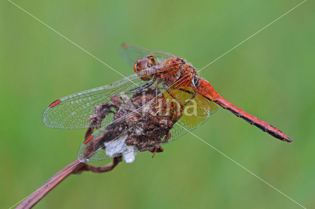 Geelvlekheidelibel (Sympetrum flaveolum)