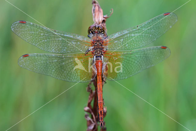 Geelvlekheidelibel (Sympetrum flaveolum)