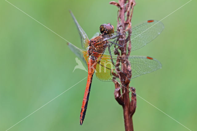 Geelvlekheidelibel (Sympetrum flaveolum)