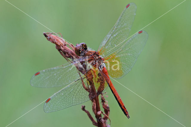 Geelvlekheidelibel (Sympetrum flaveolum)