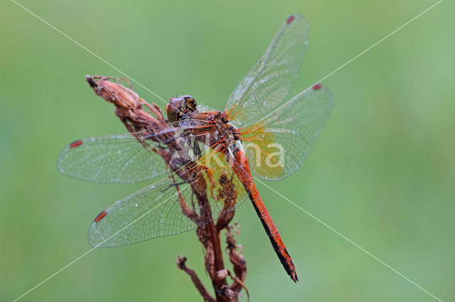 Geelvlekheidelibel (Sympetrum flaveolum)