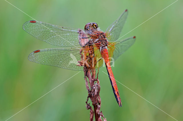 Geelvlekheidelibel (Sympetrum flaveolum)