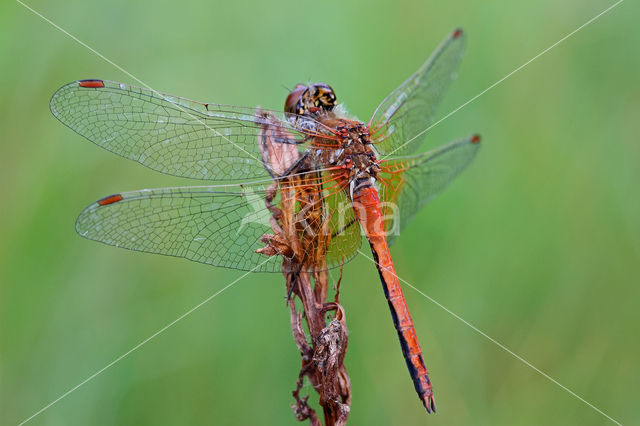 Geelvlekheidelibel (Sympetrum flaveolum)