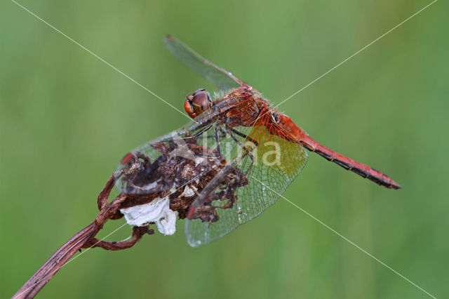 Geelvlekheidelibel (Sympetrum flaveolum)