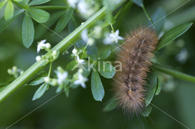 Gele tijger (Spilosoma lutea)