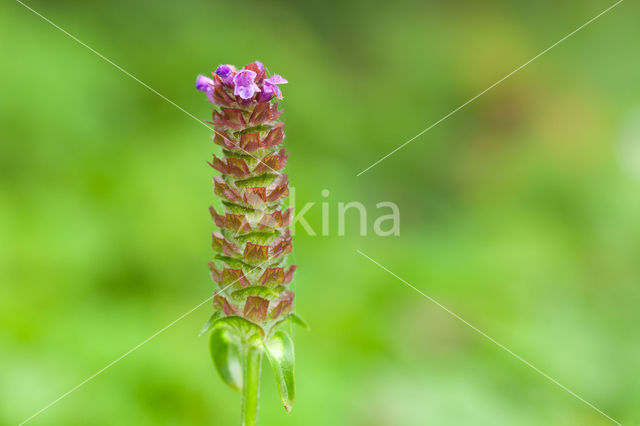 Selfheal (Prunella vulgaris)