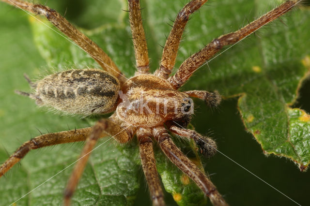 Labyrinth Spider (Agelena labyrinthica)