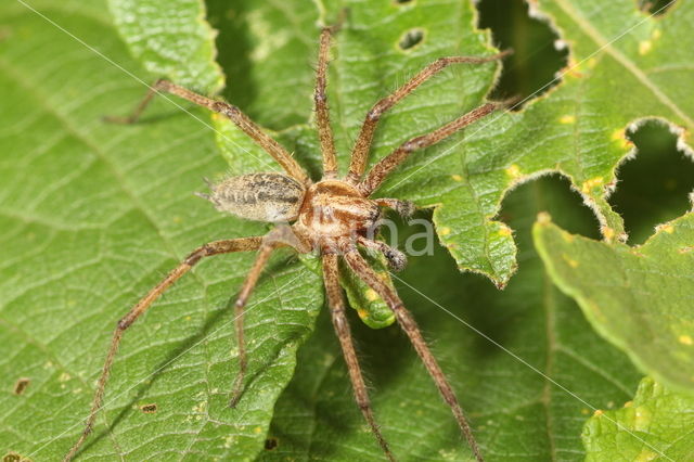 Labyrinth Spider (Agelena labyrinthica)