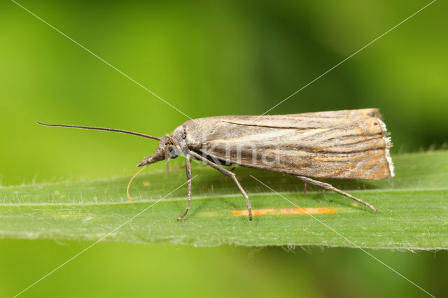 Gewone Grasmot (Chrysoteuchia culmella)