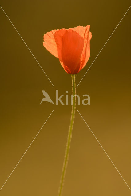 Gewone klaproos (Papaver rhoeas)