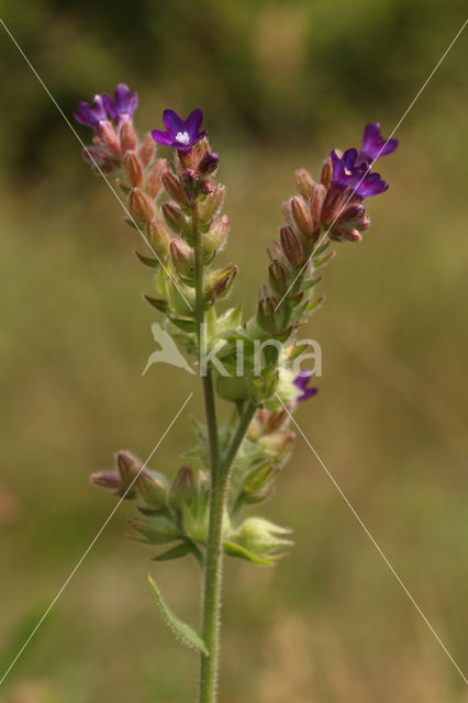 Gewone ossentong (Anchusa officinalis)