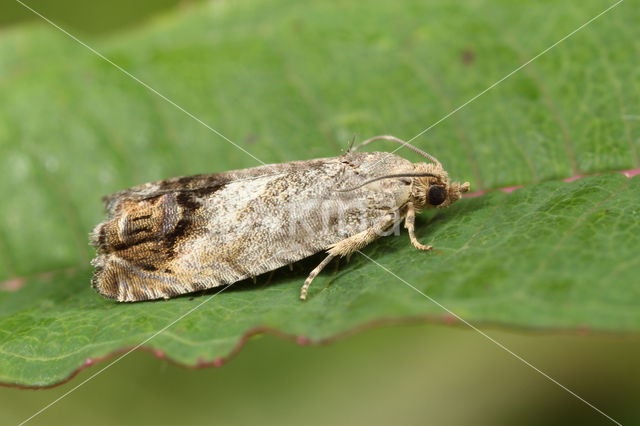 Gewone Spiegelmot (Cydia splendana)