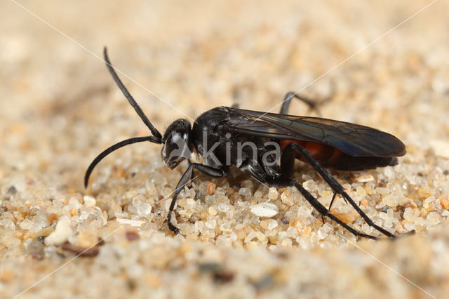 Anoplius viaticus