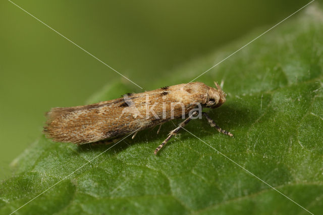 Mompha epilobiella