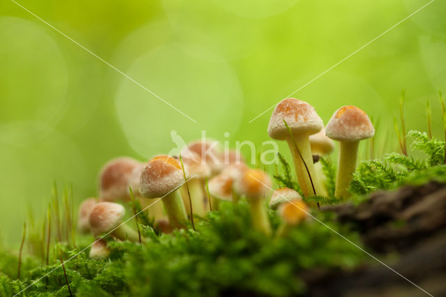 Sulphur tuft (Hypholoma fasciculare)