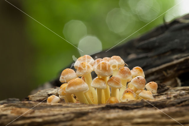 Sulphur tuft (Hypholoma fasciculare)