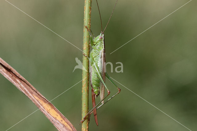 Short-winged Cone-head (Conocephalus dorsalis)