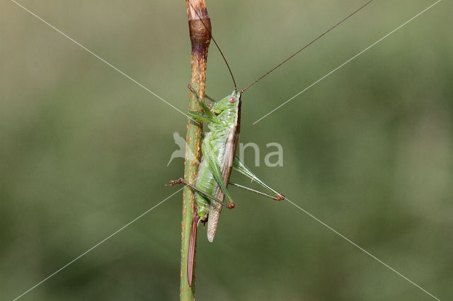 Short-winged Cone-head (Conocephalus dorsalis)