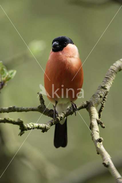 Eurasian Bullfinch (Pyrrhula pyrrhula)