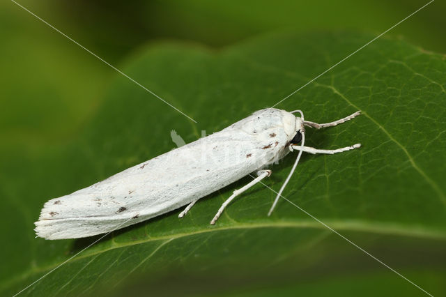 Grasbeertje (Coscinia cribraria)