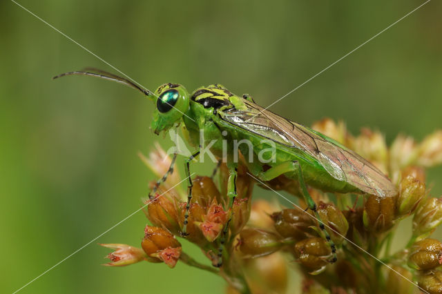 Tenthredinid Sawfly (Rhogogaster viridis)